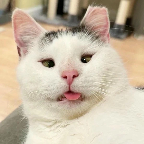 meme mèo cười nhếch mép độc đáo 