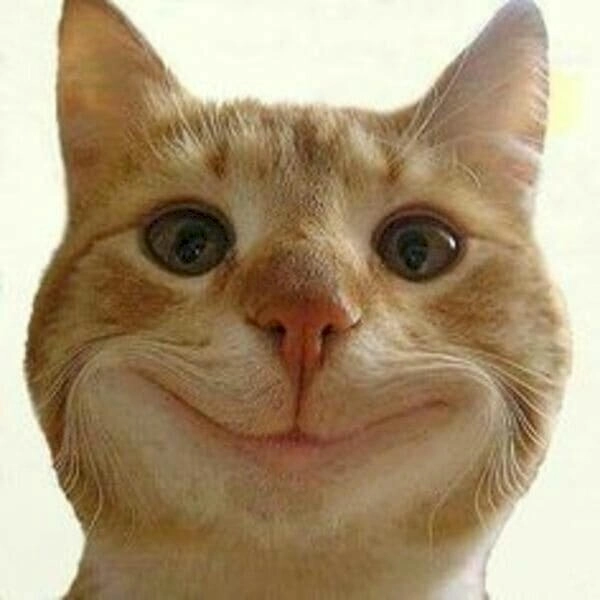 meme mèo cười nhếch mép buồn cười 