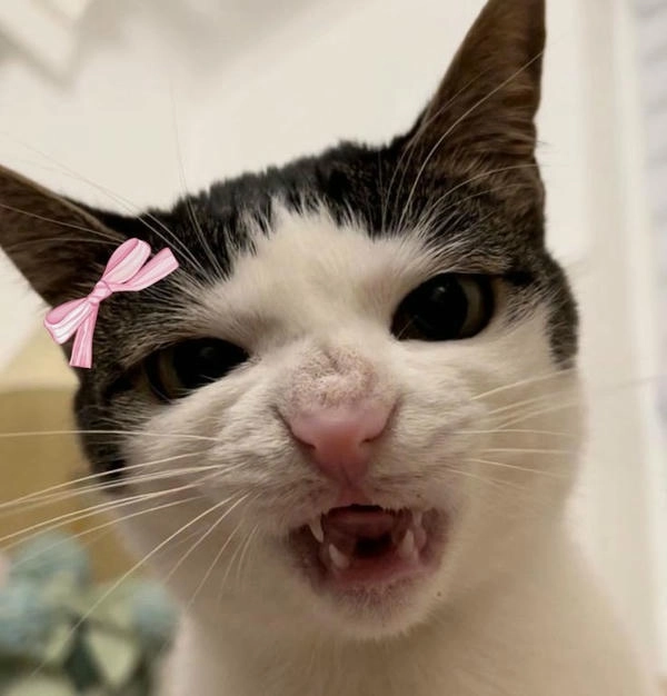 meme mèo cười nhếch mép phản ứng 