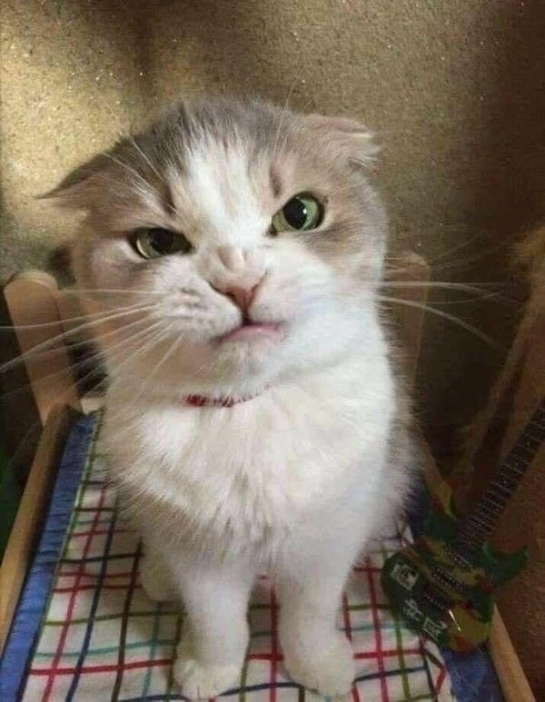 meme mèo cười nhếch mép cực mạnh 