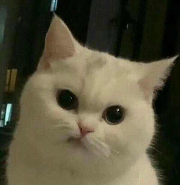 meme con mèo nhếch mép độc lạ 