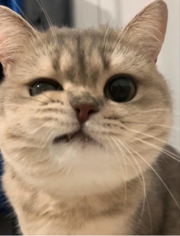 meme con mèo nhếch mép phản ứng 