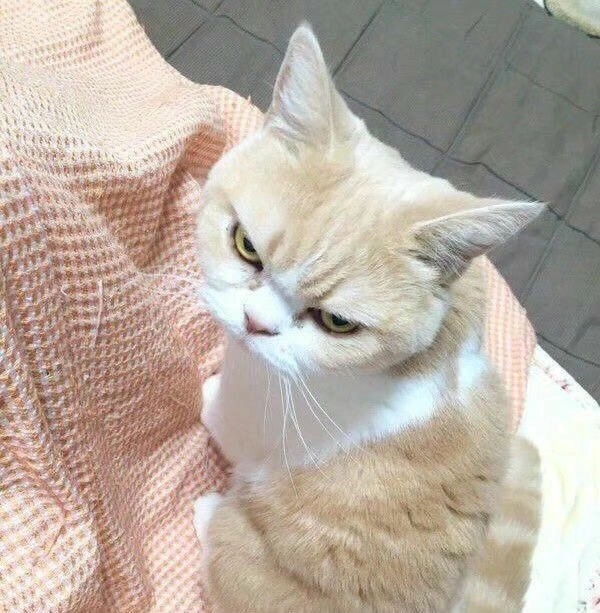 meme mèo nhếch mép chế ảnh 