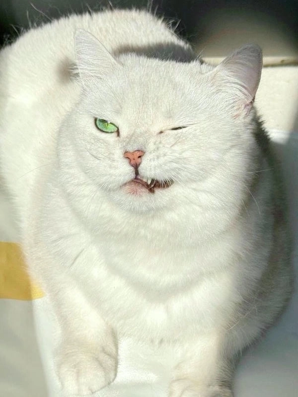 meme con mèo nhếch mép biểu cảm khó chịu 