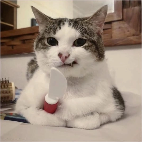 meme con mèo nhếch mép đáng ghét 