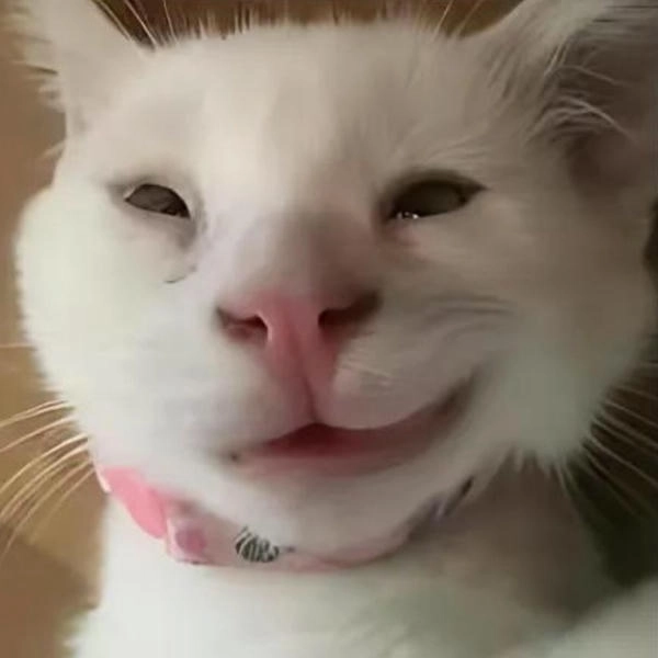 mèo nhếch mép meme biểu cảm 