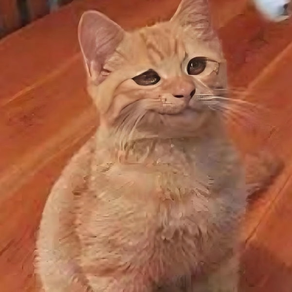 mèo nhếch mép meme khó đỡ 