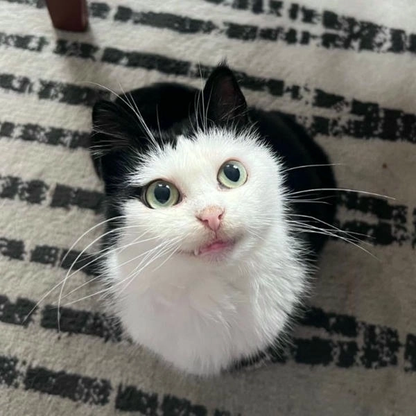 meme mèo nhếch mép ngầu 