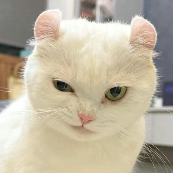 meme mèo nhếch mép troll 