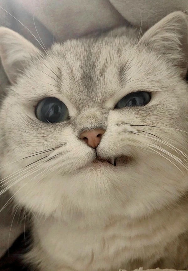 meme mèo nhếch mép biểu cảm 