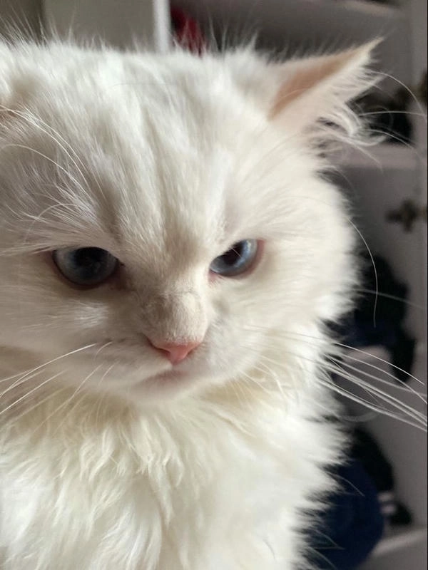 meme mèo nhếch mép dễ ghét 