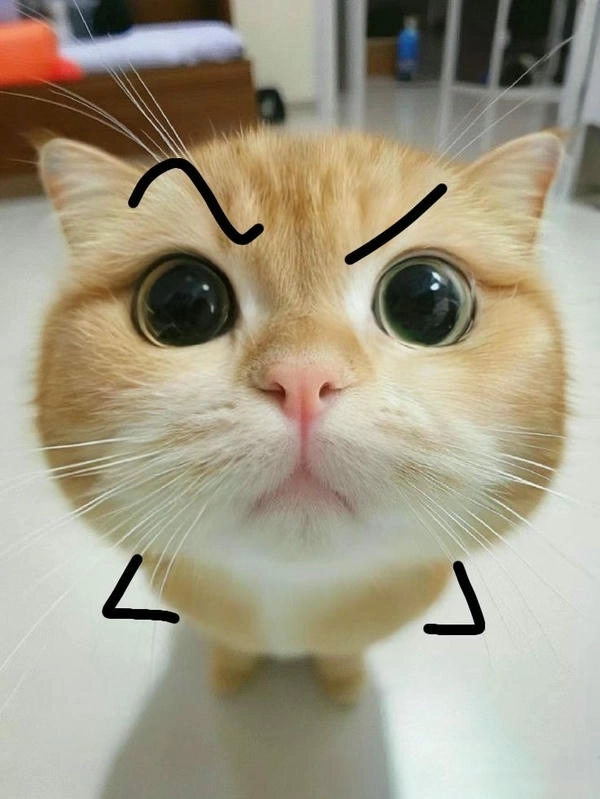 meme mèo nhếch mép đang hot 