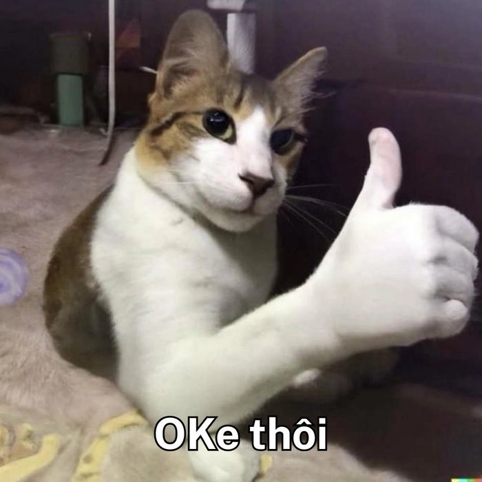meme mèo ok trend 