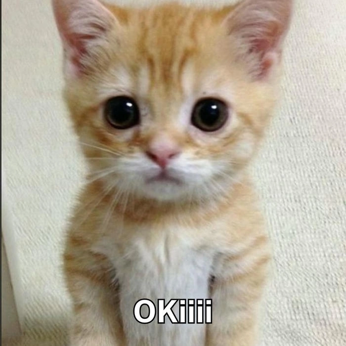 meme mèo oki khóc 