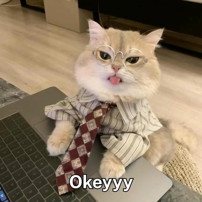 hình ảnh meme mèo ok 