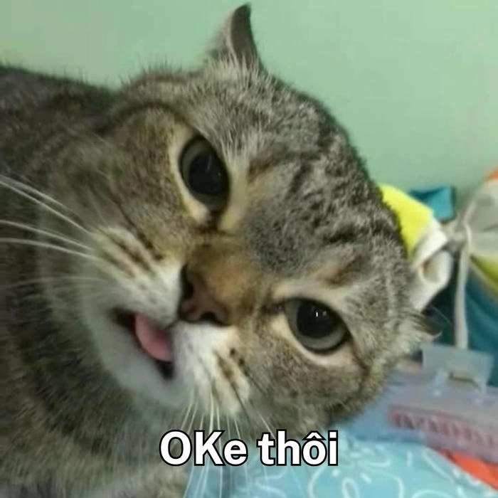 meme mèo khóc ok meme hài 