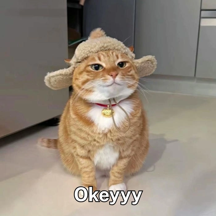 meme con mèo ok cute 