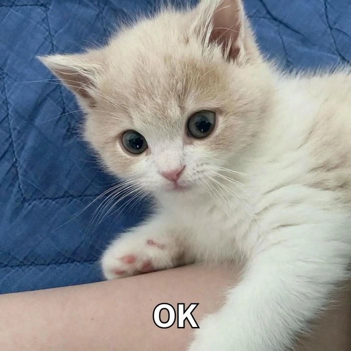 meme mèo cute ok vui 
