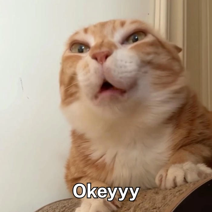 hình meme mèo ok 