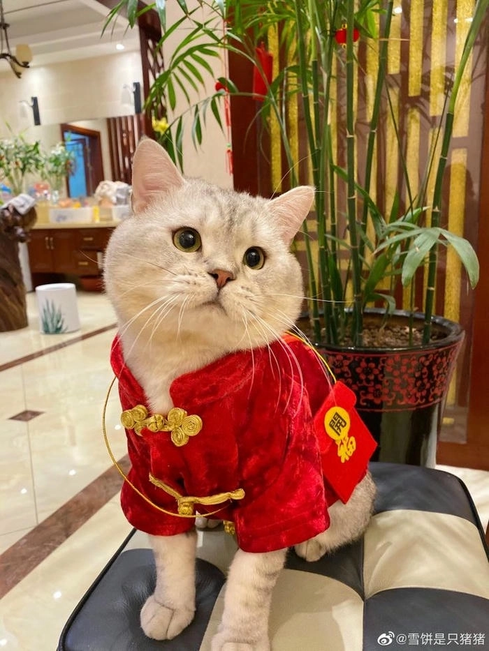 meme mèo tết hài hước 
