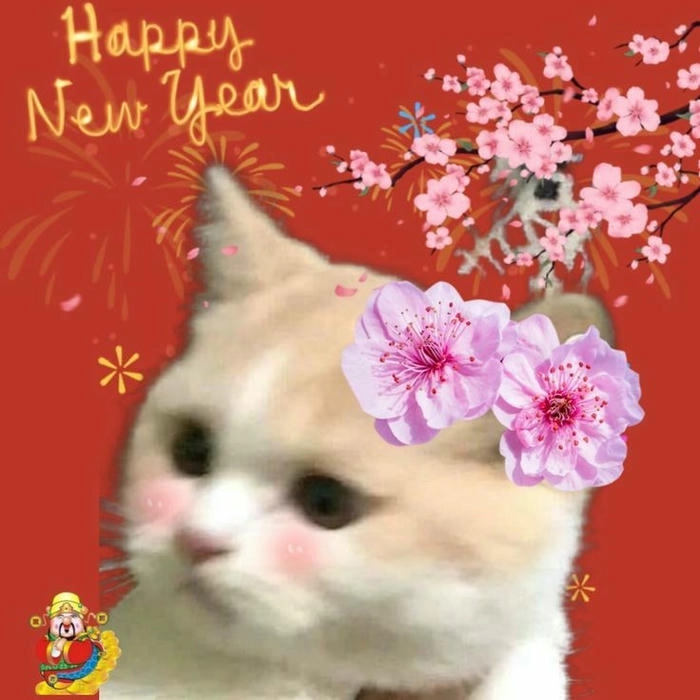 meme mèo tết hài hước 2025 