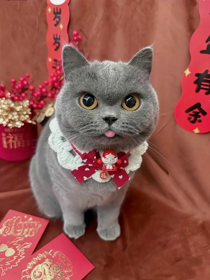 meme mèo ngày tết trend mạng xã hội 