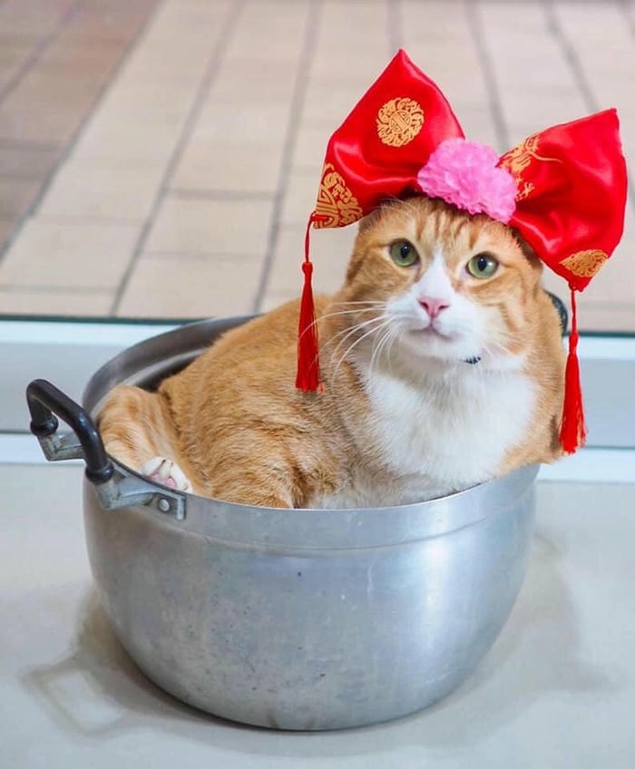 hình meme mèo tết hài bá đạo 