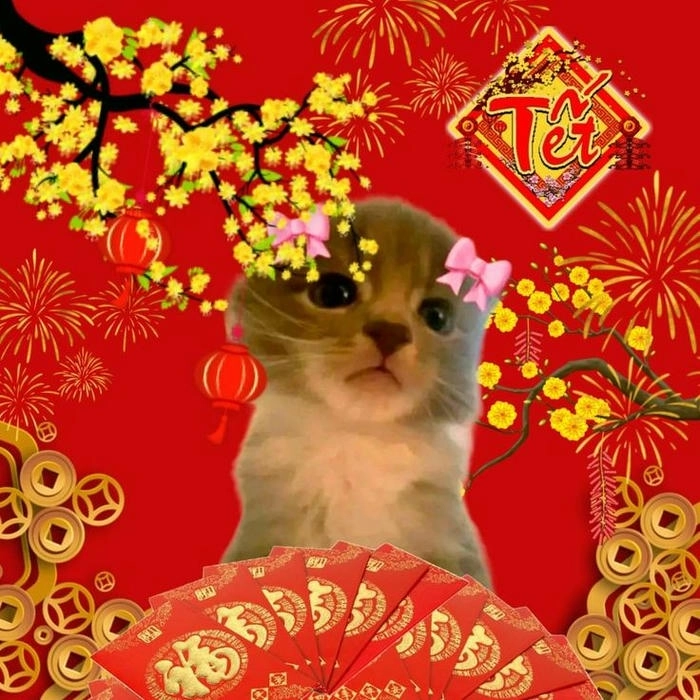 hình mèo meme tết cực chất 