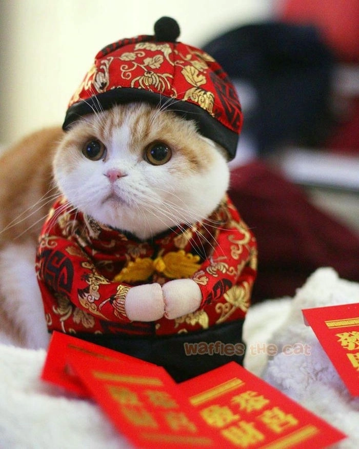 ảnh con mèo meme tết dễ thương cho ngày xuân 
