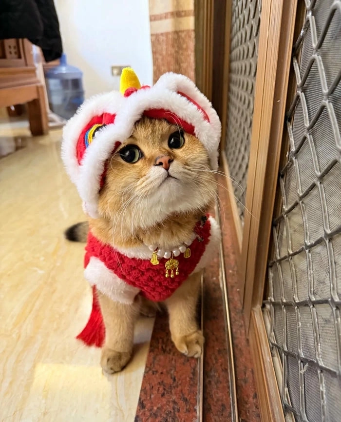 meme mèo chúc tết cực chất 