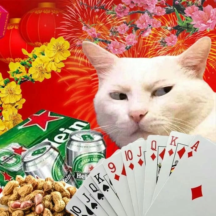 ảnh mèo tết meme bựa chất chơi 
