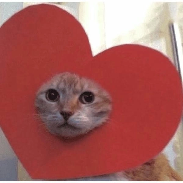 meme mèo thả tim cute dễ thương
