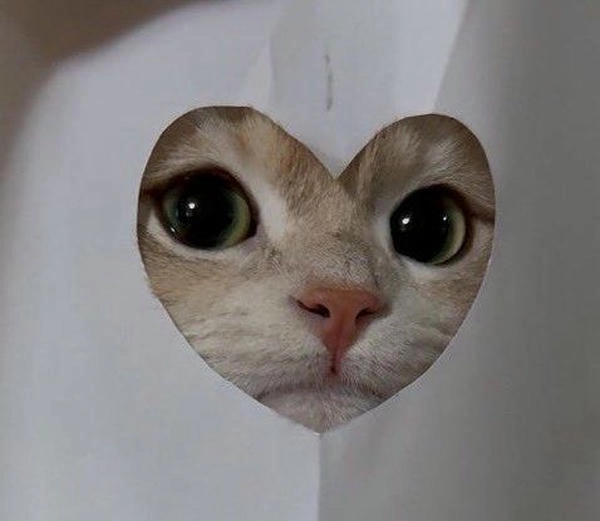 meme mèo thả trái tim được yêu thích