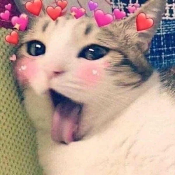 meme mèo thả tim hài hước đáng xem