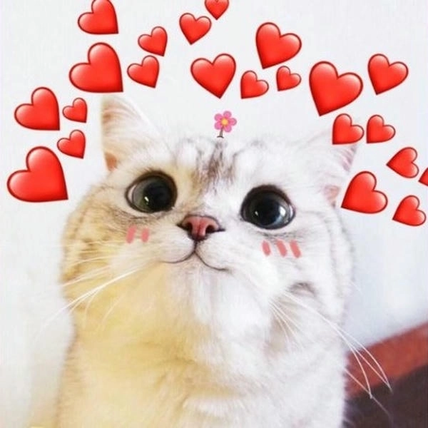 mèo thả tim meme ấn tượng
