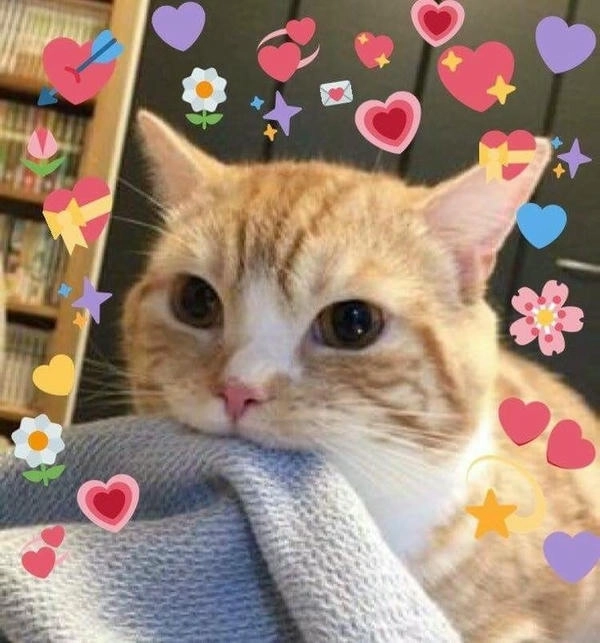 mèo thả tim meme siêu hài hước