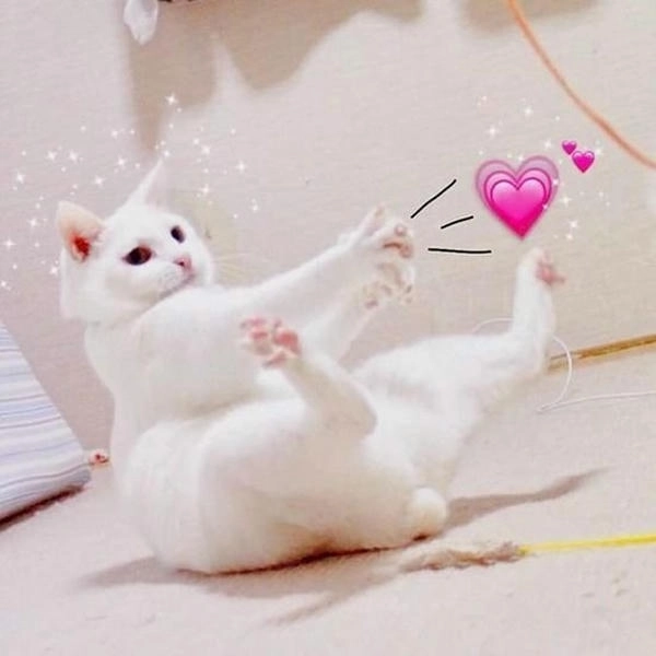 meme mèo thả tim cực viral trên mạng