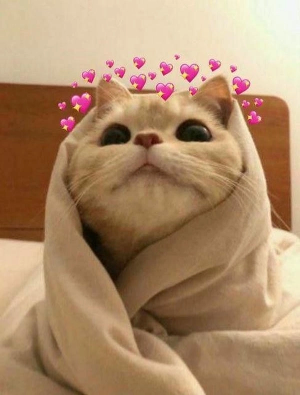 ảnh meme mèo thả tim siêu chất