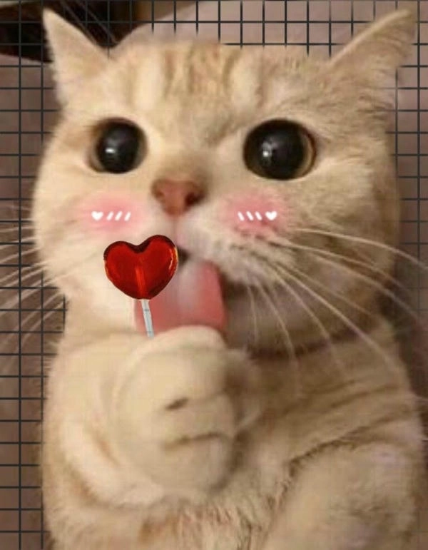 mèo thả tim meme cực chất cho mạng xã hội
