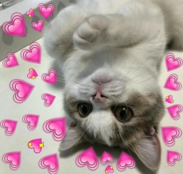 ảnh meme mèo thả tim chất lượng