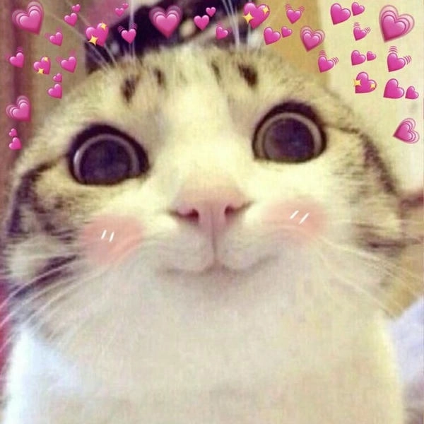 meme mèo bắn tim ngọt ngào hài hước