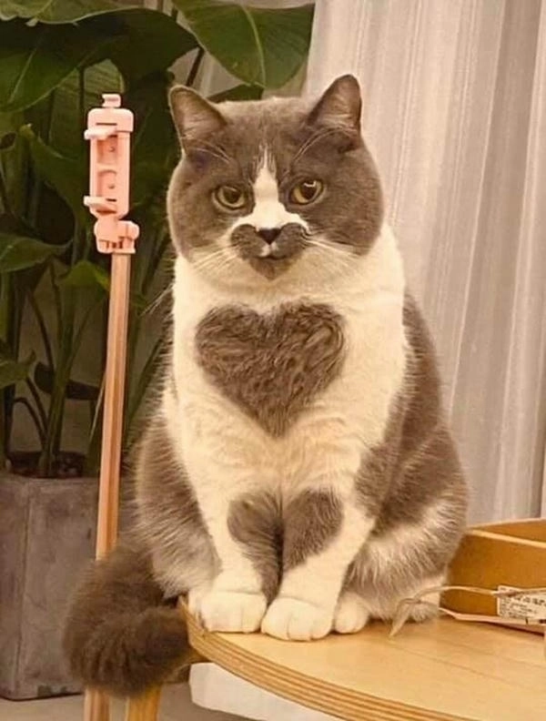 meme mèo thả trái tim cực chất