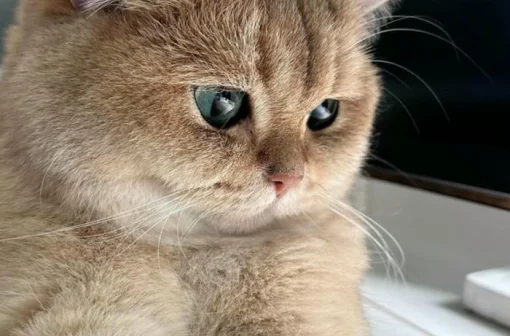 Những hình ảnh meme mèo xin lỗi hài hước khiến bạn tan chảy