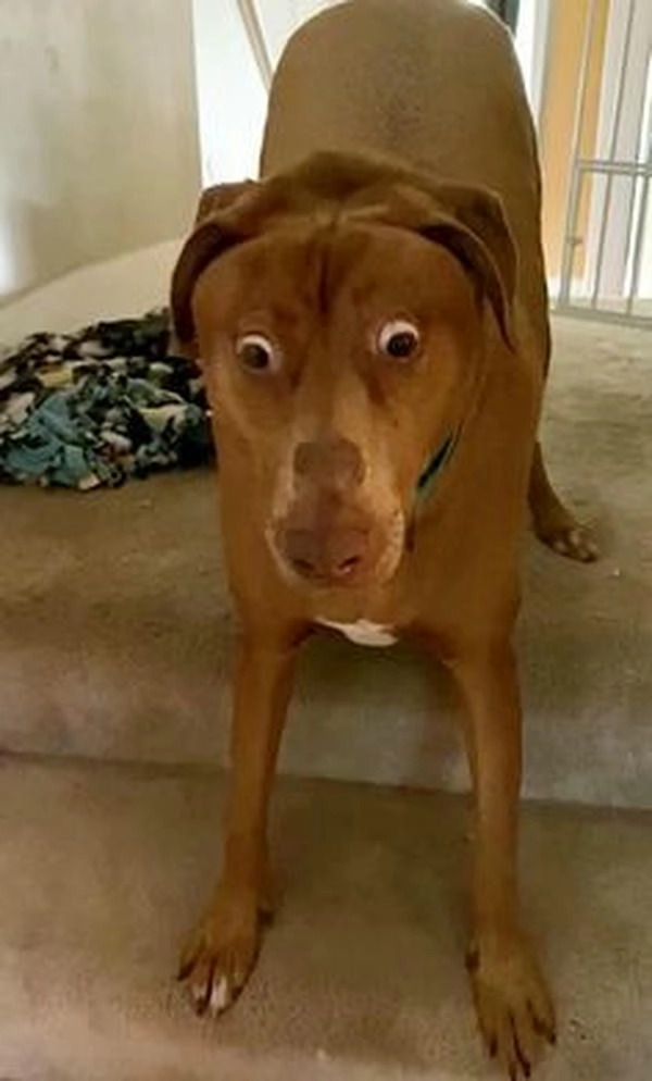 Hình meme biểu cảm ngạc nhiên hài 