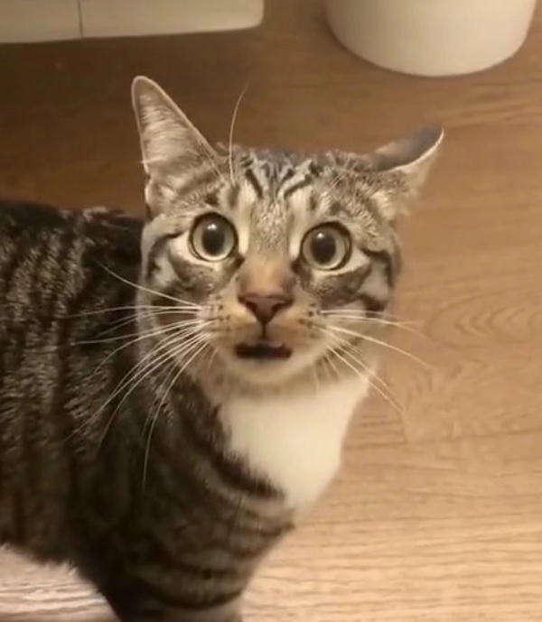 Mèo ngạc nhiên meme siêu cute