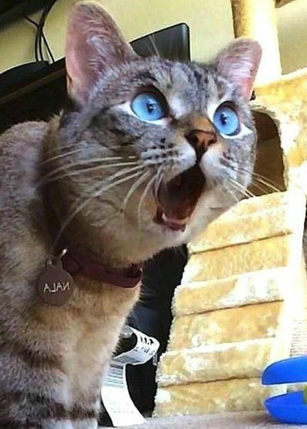 Ngạc nhiên meme hài hước