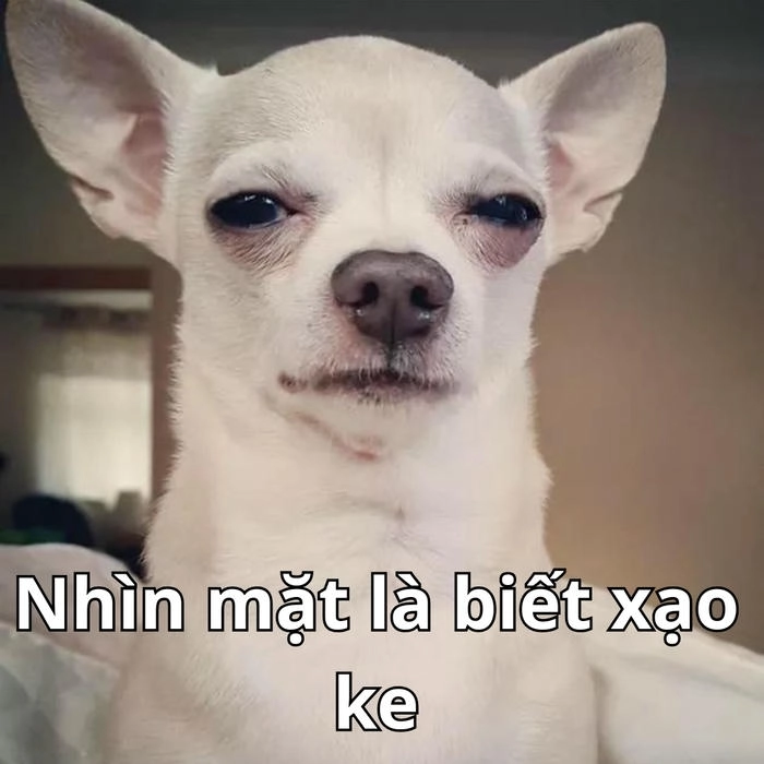 meme mèo nghi ngờ siêu dễ thương 