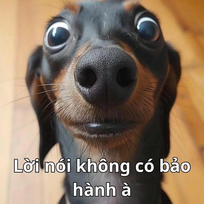 meme mèo nghi ngờ ngơ ngác 