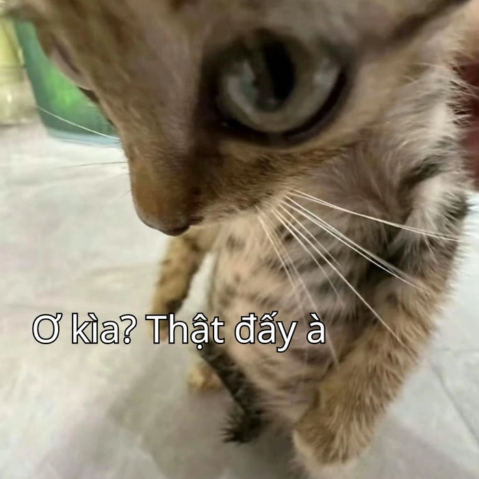 meme nghi ngờ nhân sinh đầy hoang mang 