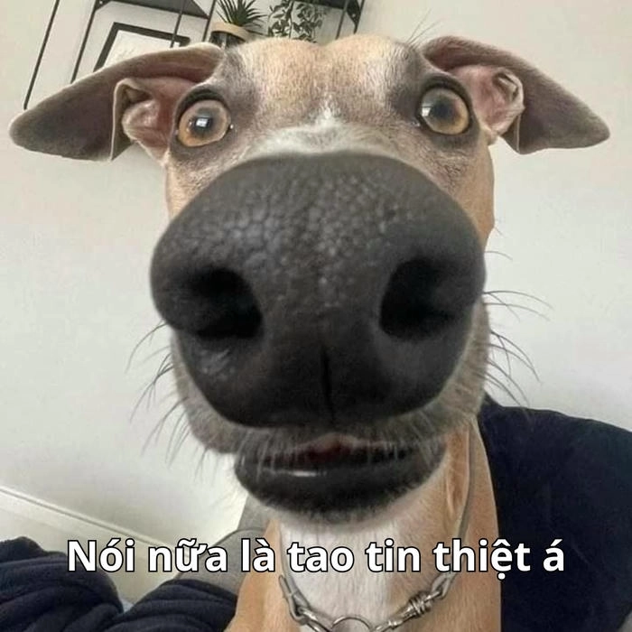 meme nghi ngờ nhân sinh khi thất vọng 